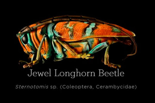 Jewel-Longhorn-Beetle